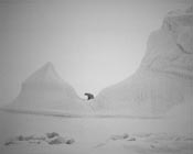 a polar bear in the Arctic