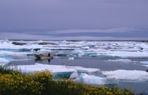 inuit seal hunter, nanortalik