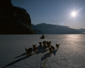 sled teams out on the ice, Baffin Island