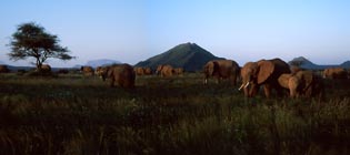 elephants in buffalo springs, kenya