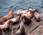 stellar sea lions near Juneau, Alaska