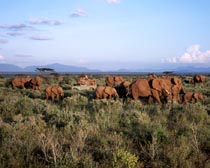 a family of elephants in Kanya