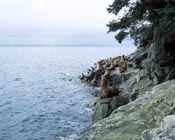 stellar sea lions in Alaska