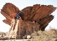 shroomin' in West Africa