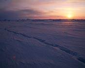 polar bear tracks